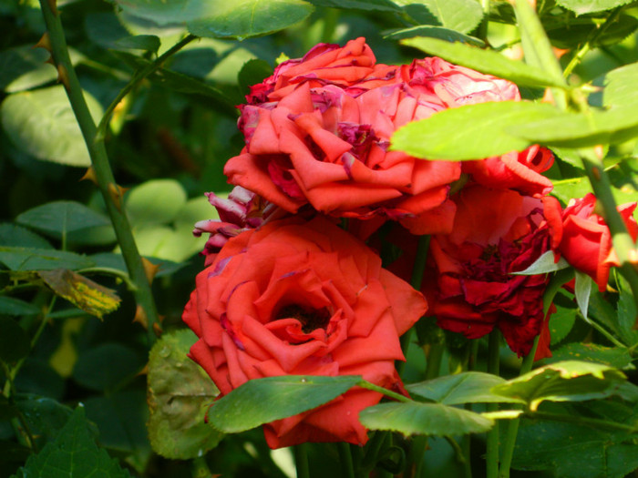 DSCN9936 - IULIE 2012