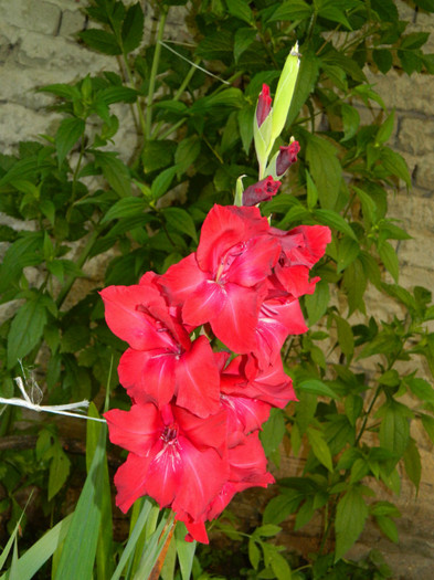 DSCN9939 - IULIE 2012