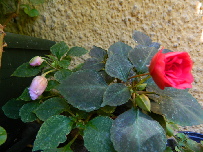 DSCN9941 - IULIE 2012