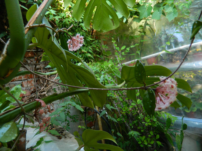 DSCN9947 - IULIE 2012