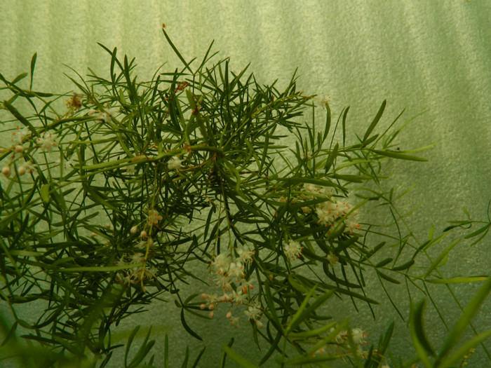 DSCN9957 - IULIE 2012