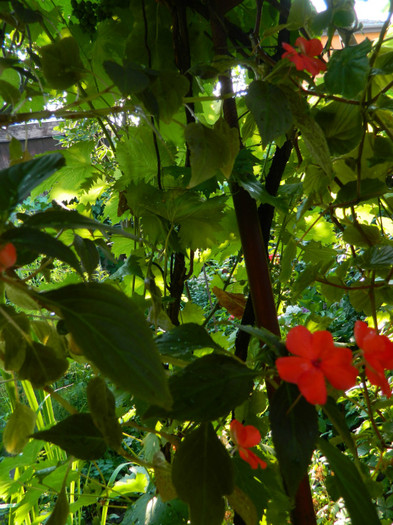 DSCN9962 - IULIE 2012