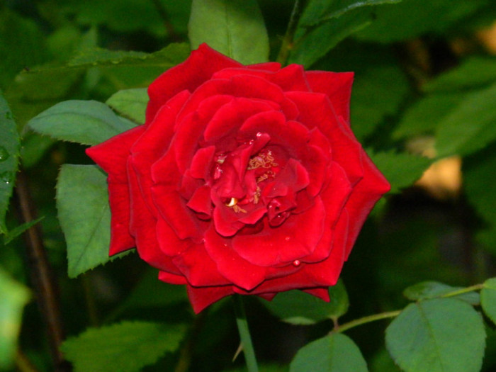 DSCN9975 - IULIE 2012