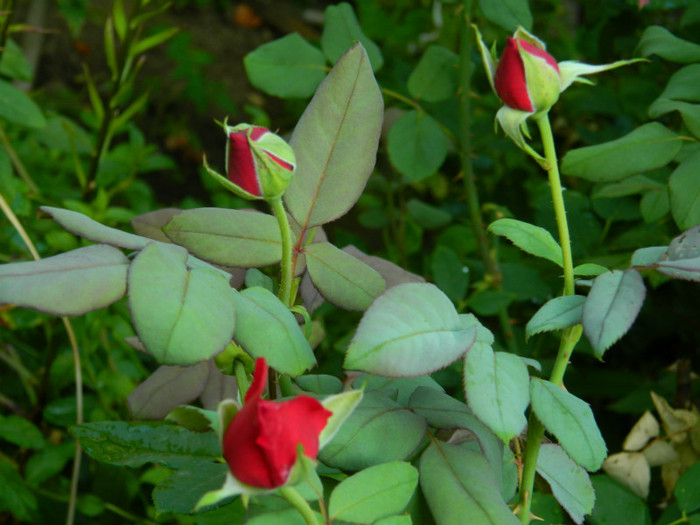 DSCN9977 - IULIE 2012