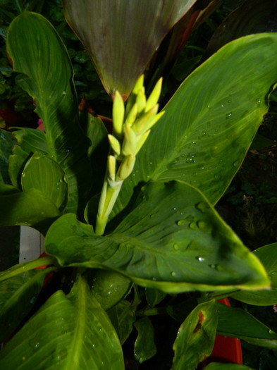 DSCN9988 - IULIE 2012