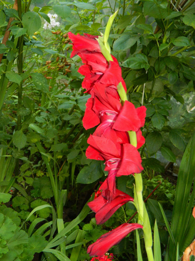 DSCN9997 - IULIE 2012