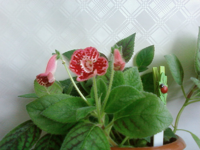Clytie - Kohleria