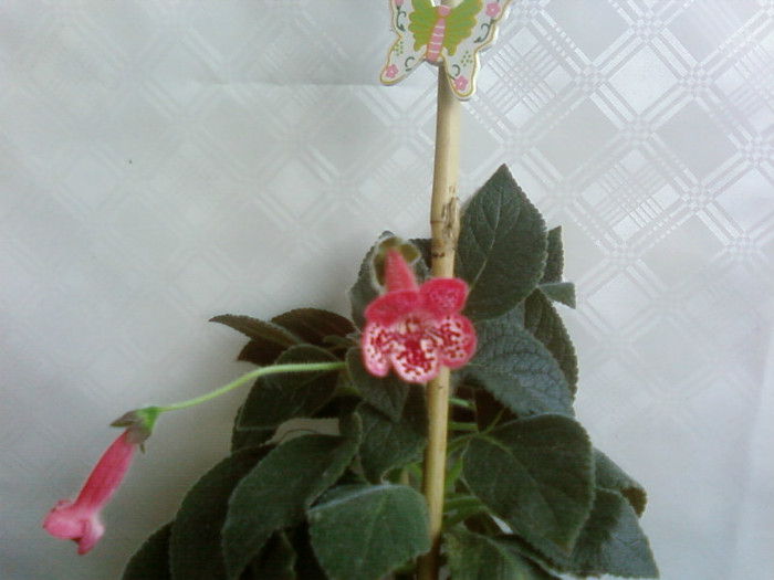 marquise de sade - Kohleria