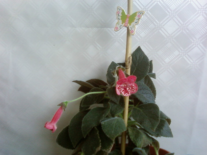 marquise de sade - Kohleria