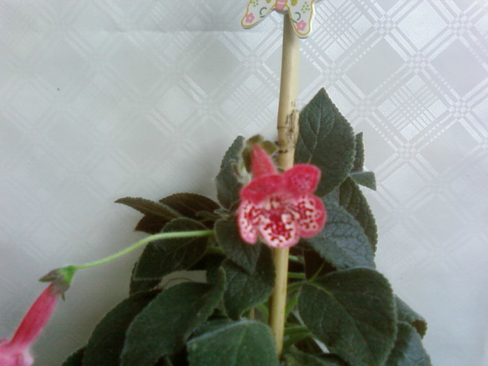 marquise de sade - Kohleria