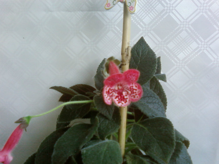 marquise de sade - Kohleria