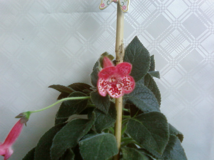 marquise de sade - Kohleria