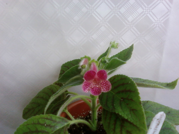 ampallang - Kohleria