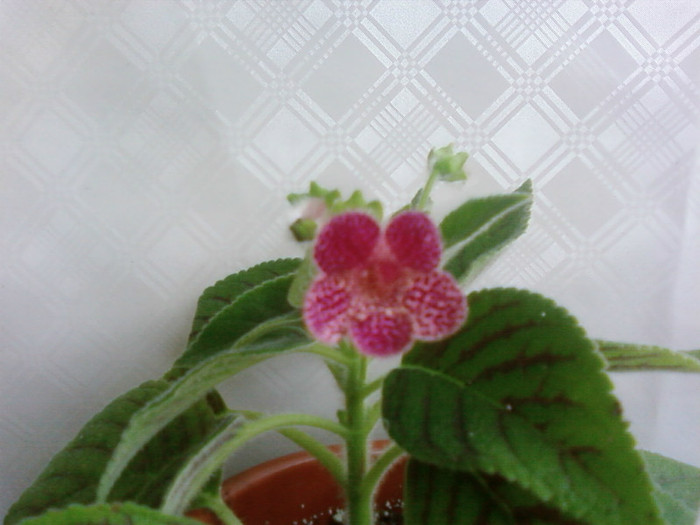 ampallang - Kohleria