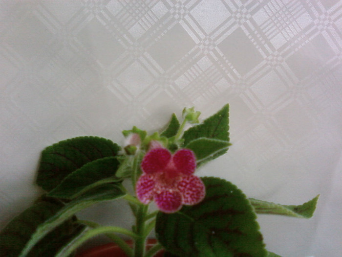 ampallang - Kohleria