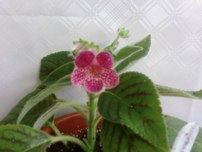 ampallang - Kohleria