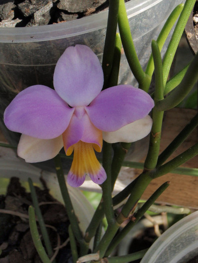 teres jumate - Papilionanthe - terete vandas