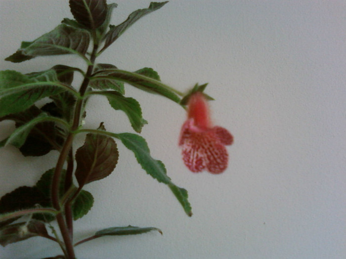 Krukpakettet - Kohleria