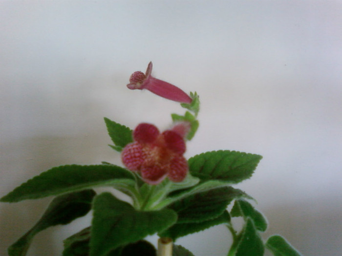 ampallang - Kohleria