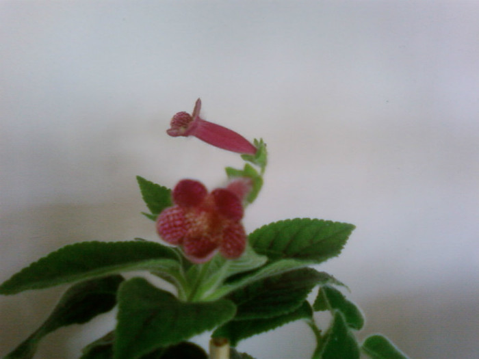 ampallang - Kohleria