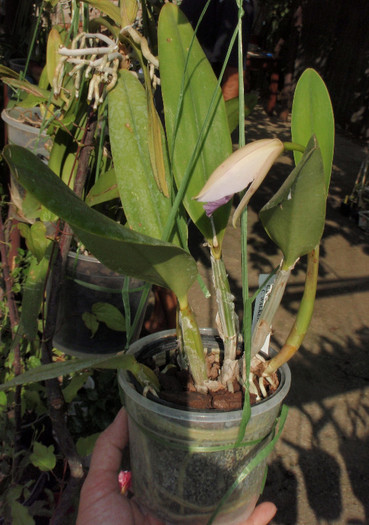 toata planta canhamiana hybrid - Laelia