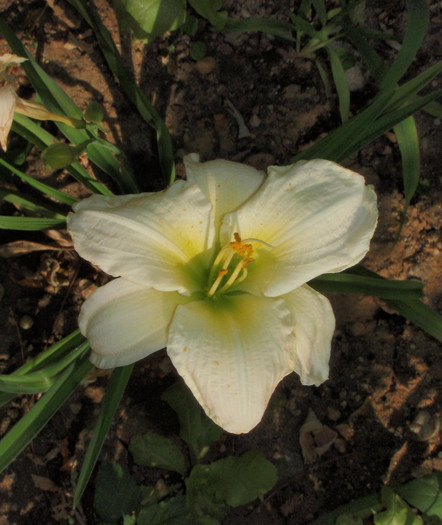 blueberry candy decolorat4iul2012 - Hemerocallis2012