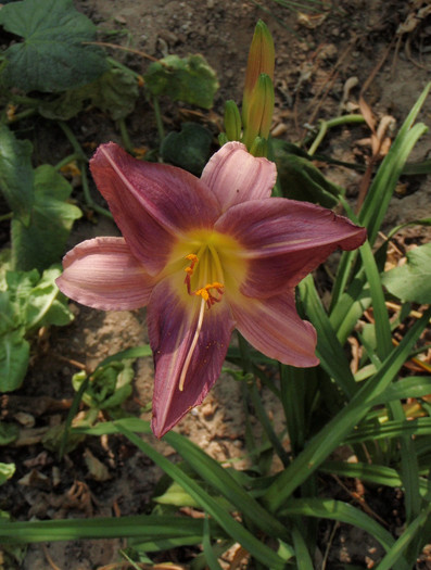 Blue Eyes 4iul2012 - Hemerocallis2012
