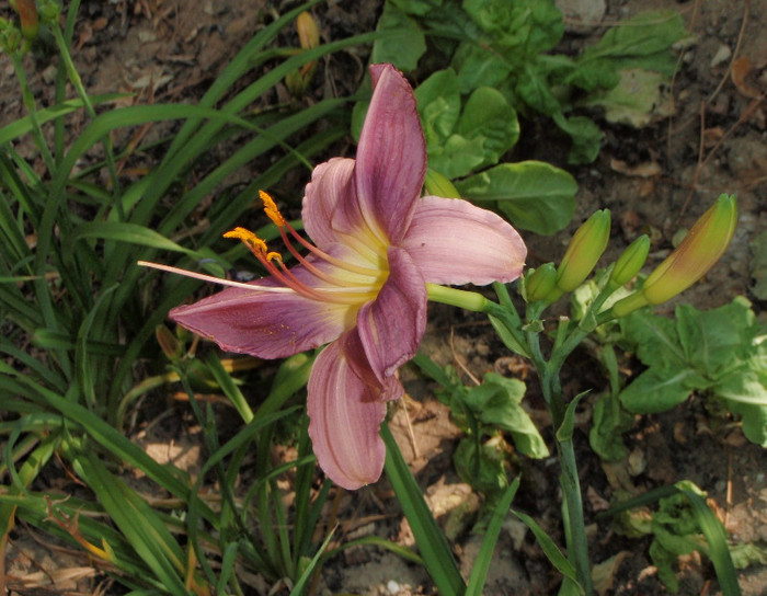 Blue Eyes profil - Hemerocallis2012