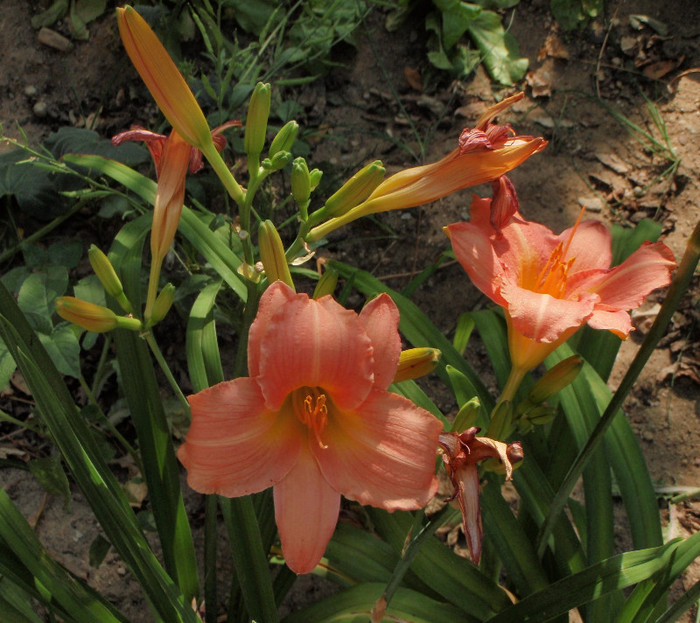 Elaine Strutt 4iul2012 - Hemerocallis2012