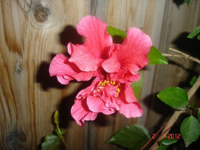 DSC04934 - Hibiscus 2012