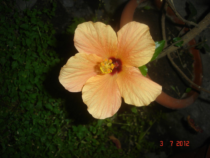 DSC04936 - Hibiscus 2012