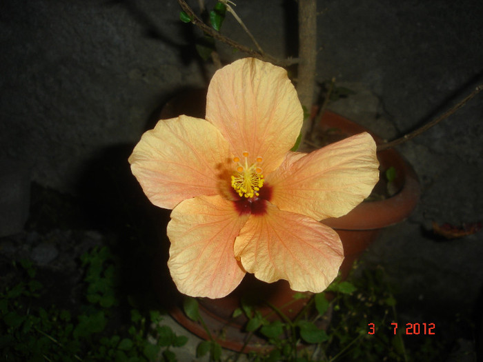 DSC04937 - Hibiscus 2012