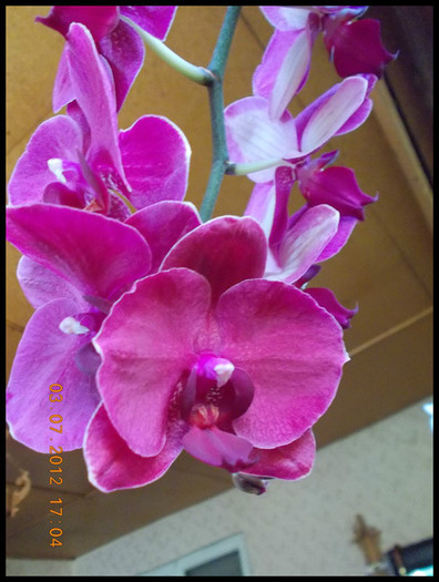 DSCN5896 - Rasfatatele