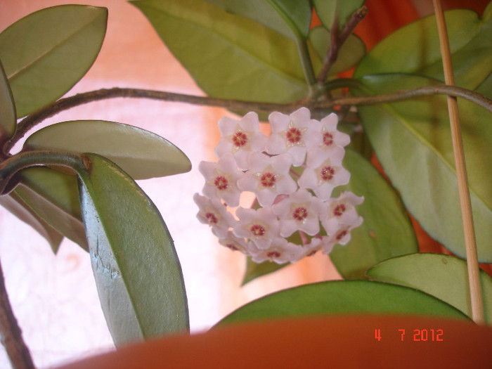 4.07.12 - Hoya Carnosa