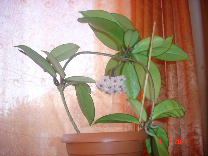 4.07.12 - Hoya Carnosa