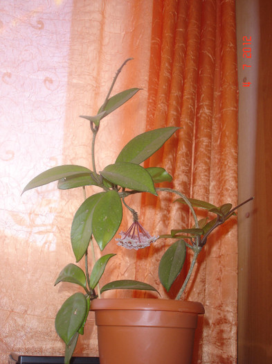 4.07.12 - Hoya Carnosa