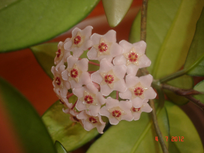 4.07.12 - Hoya Carnosa