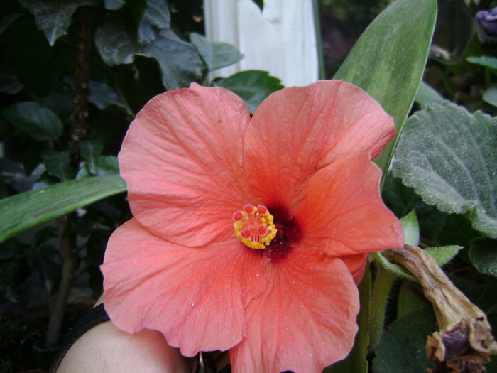 DSC08987 - hibiscus 2012