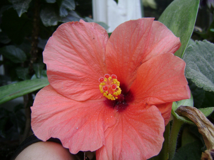 DSC08988 - hibiscus 2012