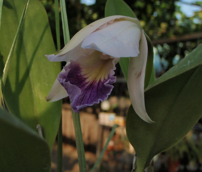 bobocica se deschide... - Laelia