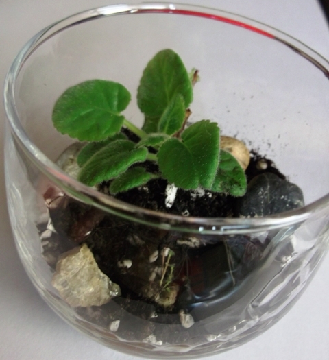 Mini terrarium