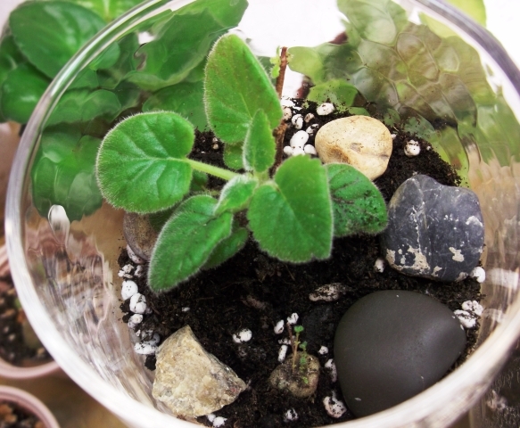 Mini terrarium (1)