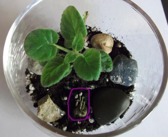 Mini terrarium (2)