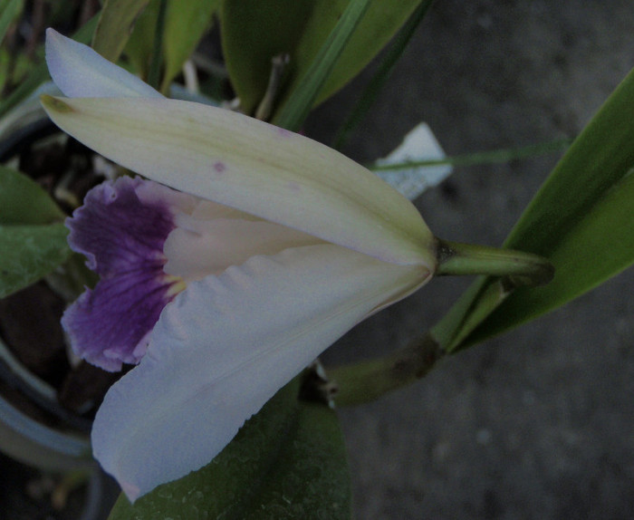 canhamiana hybrid de sus - Laelia