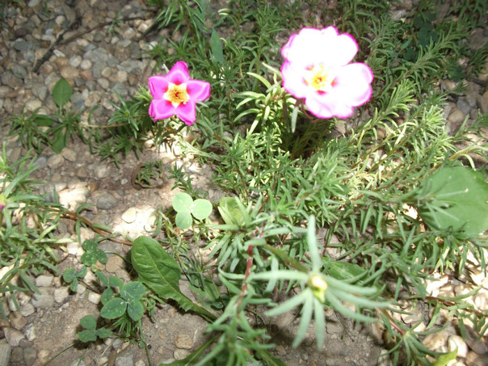 Picture 382 - Flori de piatra