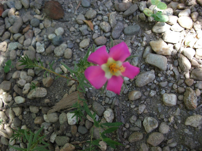 Picture 384 - Flori de piatra