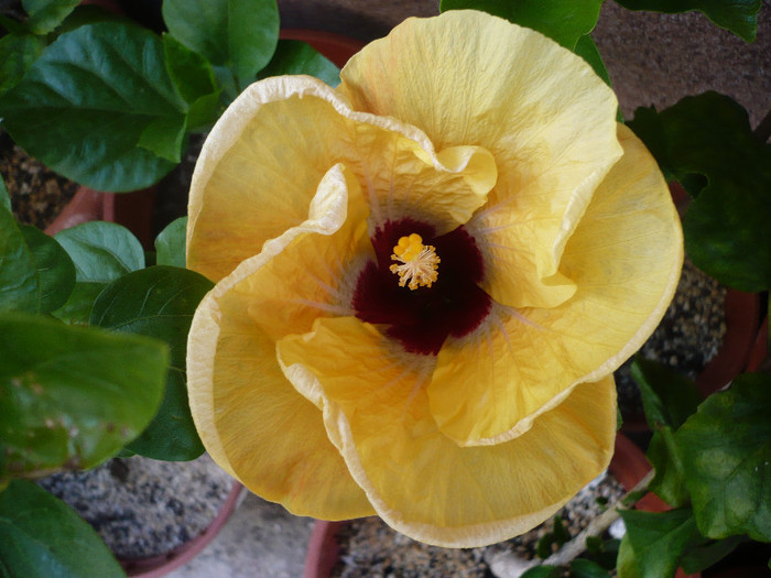 04.07.2012 - HIBISCUSI 2012-2