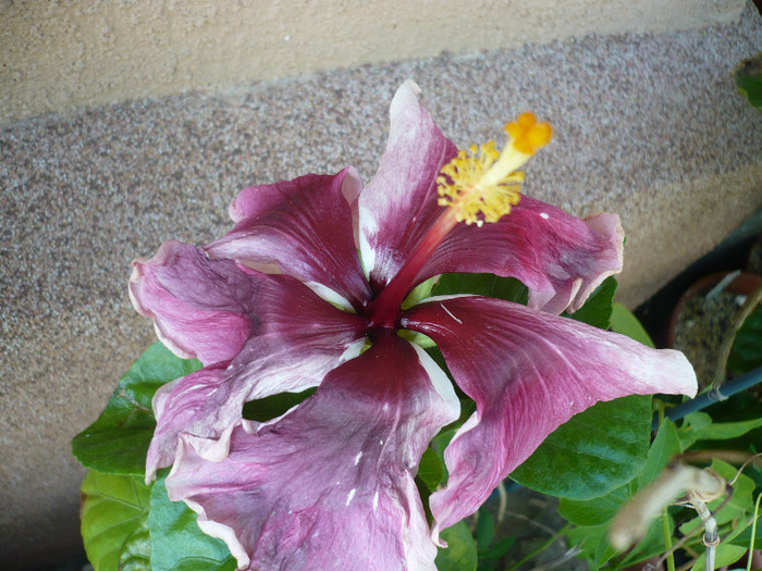 P1150387 - HIBISCUSI 2012-2