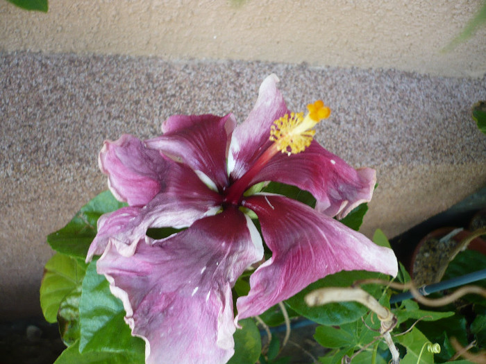 P1150388 - HIBISCUSI 2012-2