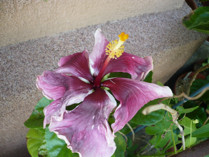 P1150389 - HIBISCUSI 2012-2